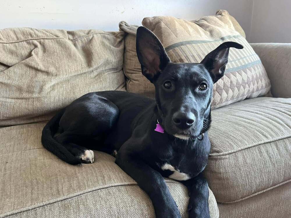Jade