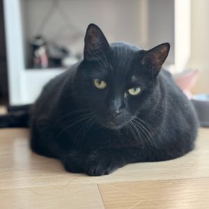 Ollie is currently in foster care and ready for adoption via our virtual process Learn more about h