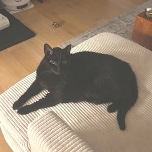 Ollie is currently in foster care and ready for adoption via our virtual process Learn more about h