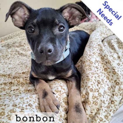 Bonbon
