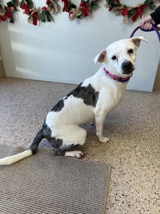 Brynn, an adoptable Pit Bull Terrier, Mixed Breed in Fergus Falls, MN, 56537 | Photo Image 1