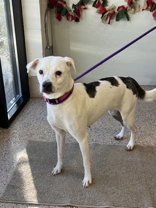 Brynn, an adoptable Pit Bull Terrier, Mixed Breed in Fergus Falls, MN, 56537 | Photo Image 2
