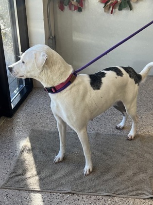 Brynn, an adoptable Pit Bull Terrier, Mixed Breed in Fergus Falls, MN, 56537 | Photo Image 3