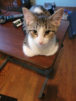 Spot, Young Male Domestic Short Hair