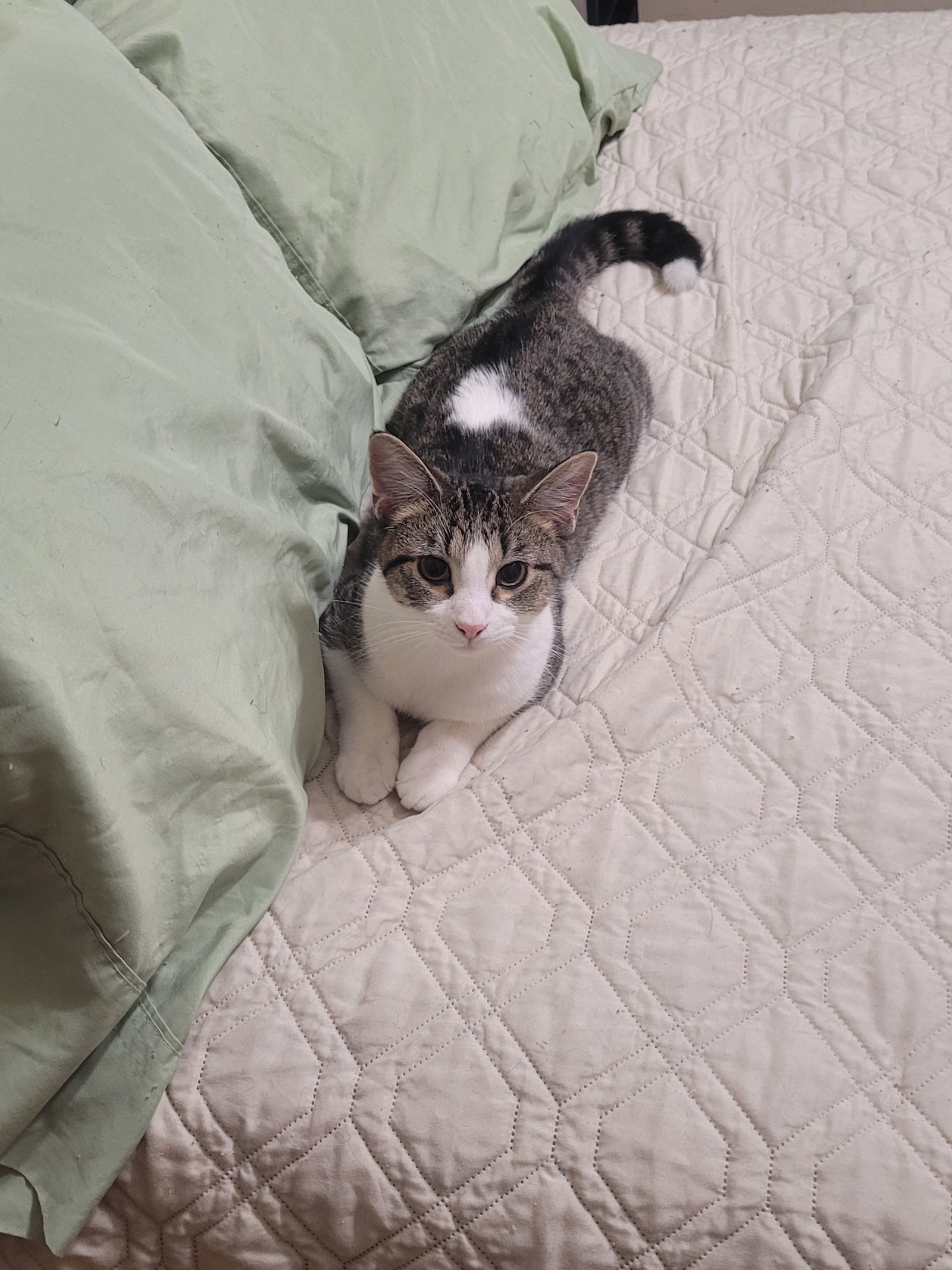 Spot