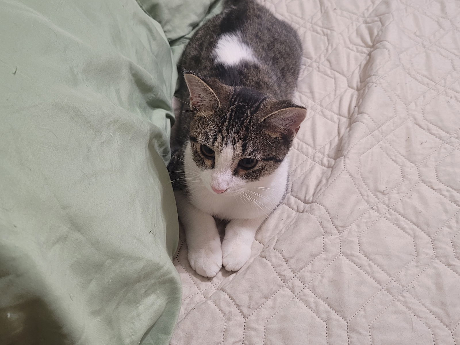 Spot