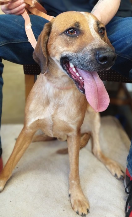 Moose, an adoptable Coonhound, Mixed Breed in Riverton, WY, 82501 | Photo Image 1
