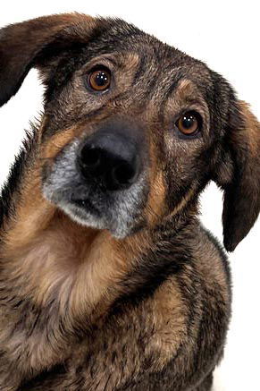 Bonnie, an adoptable German Shepherd Dog in Webster, WI, 54893 | Photo Image 1