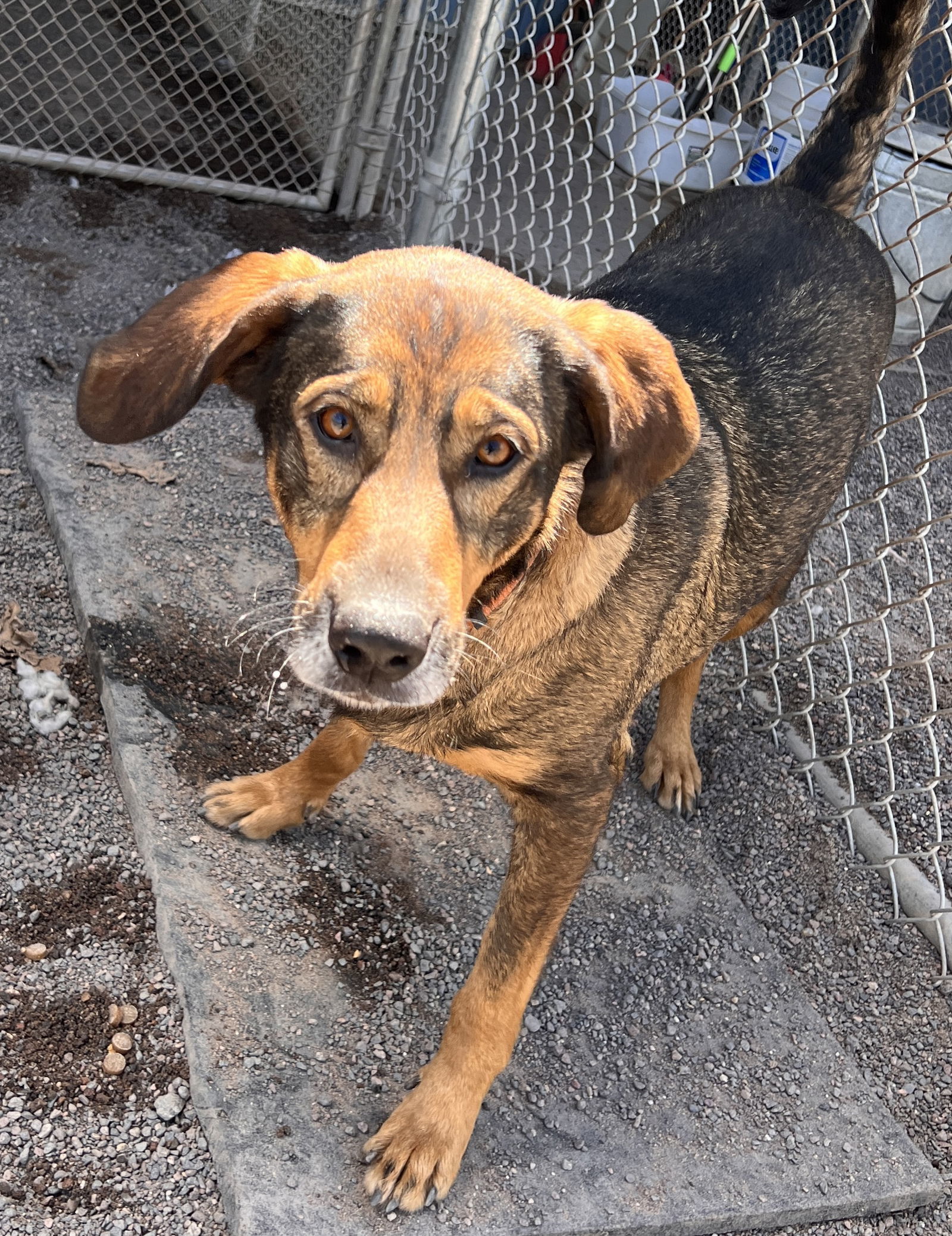 Bonnie, an adoptable German Shepherd Dog in Webster, WI, 54893 | Photo Image 1