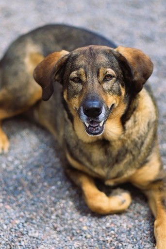 Bonnie, an adoptable German Shepherd Dog in Webster, WI, 54893 | Photo Image 1