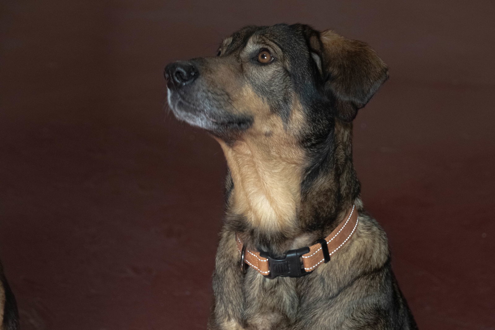 Bonnie, an adoptable German Shepherd Dog in Webster, WI, 54893 | Photo Image 2