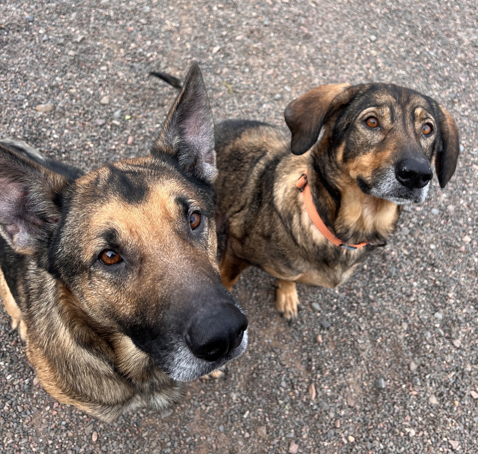 Bonnie, an adoptable German Shepherd Dog in Webster, WI, 54893 | Photo Image 3