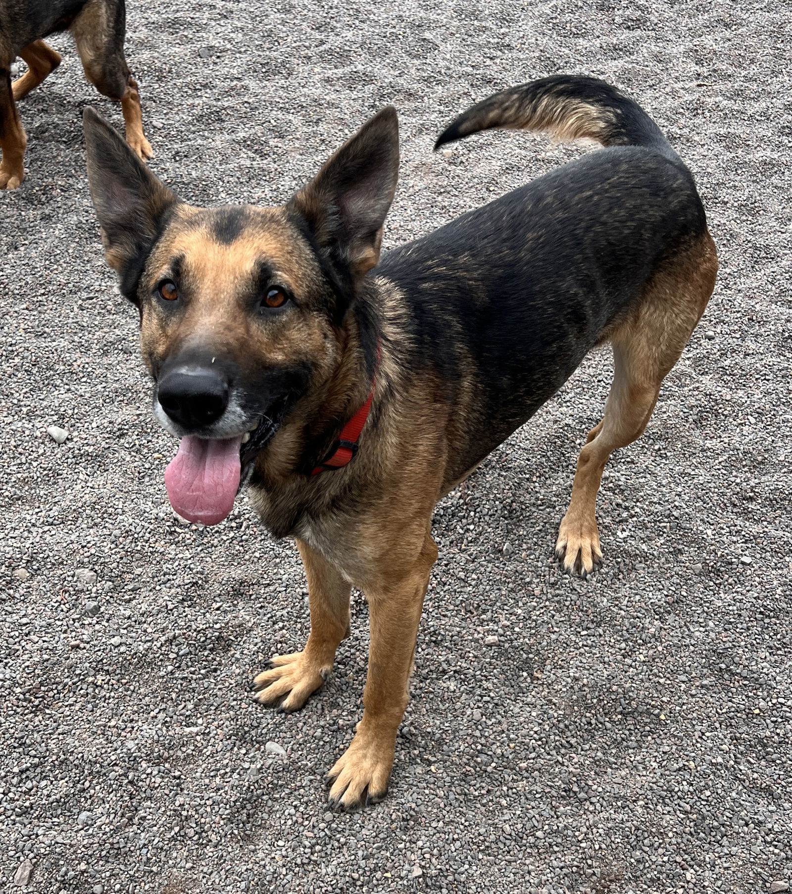 Clyde, an adoptable German Shepherd Dog in Webster, WI, 54893 | Photo Image 1