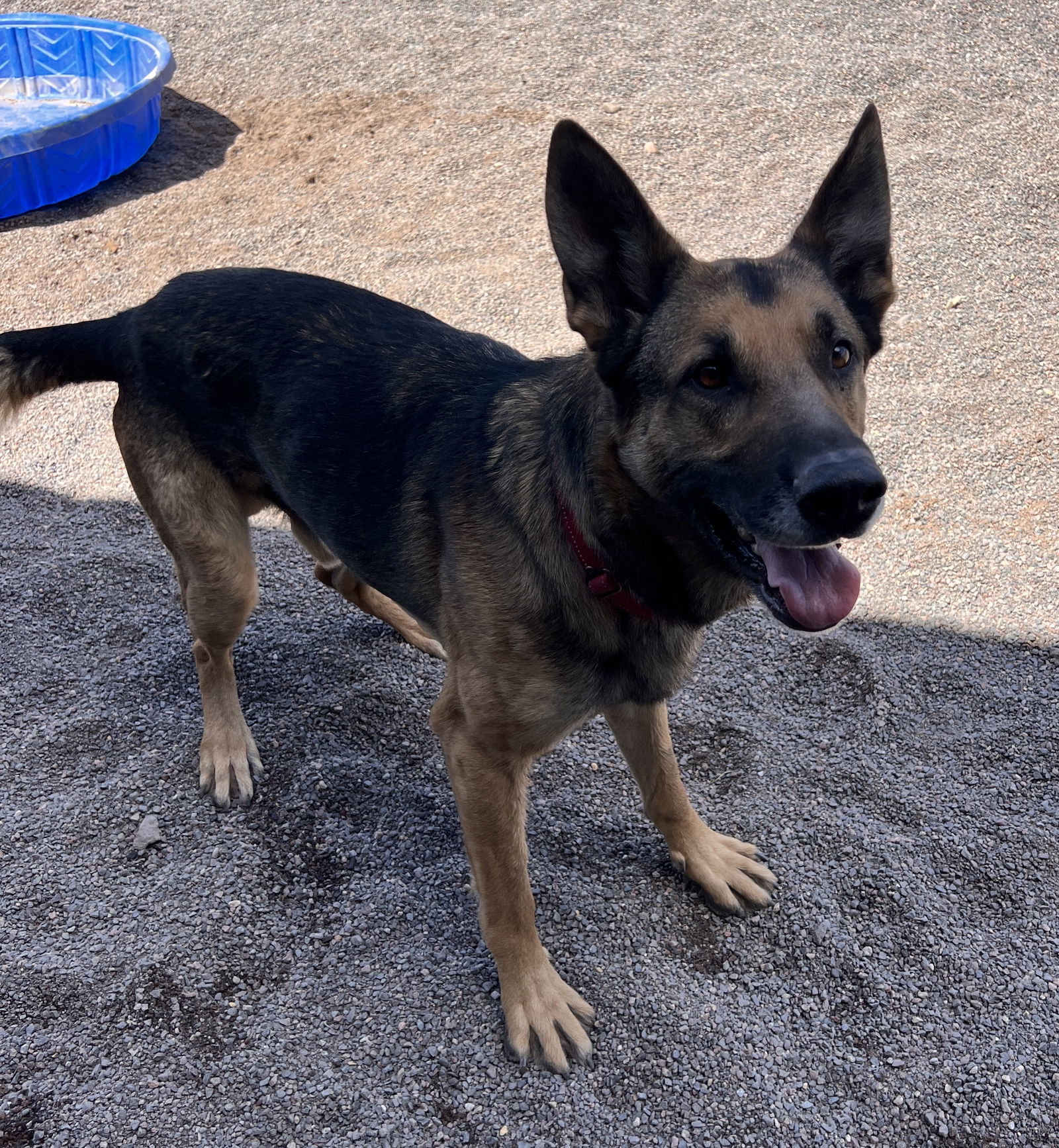 Clyde, an adoptable German Shepherd Dog in Webster, WI, 54893 | Photo Image 1