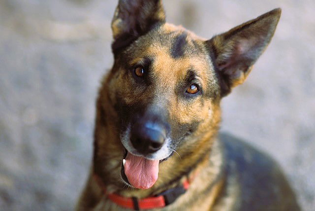 Clyde, an adoptable German Shepherd Dog in Webster, WI, 54893 | Photo Image 1