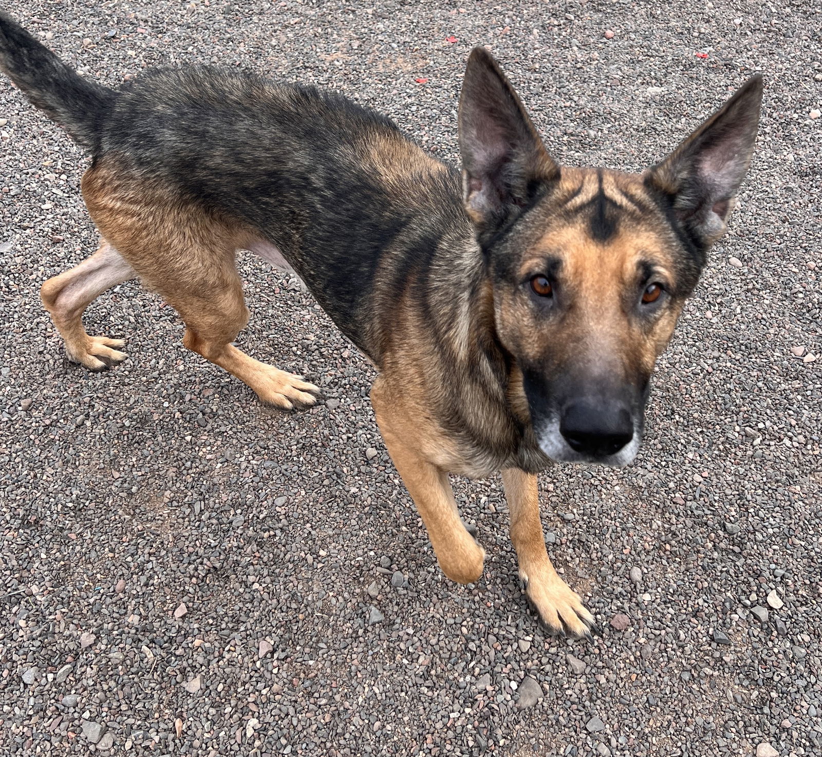 Clyde, an adoptable German Shepherd Dog in Webster, WI, 54893 | Photo Image 2