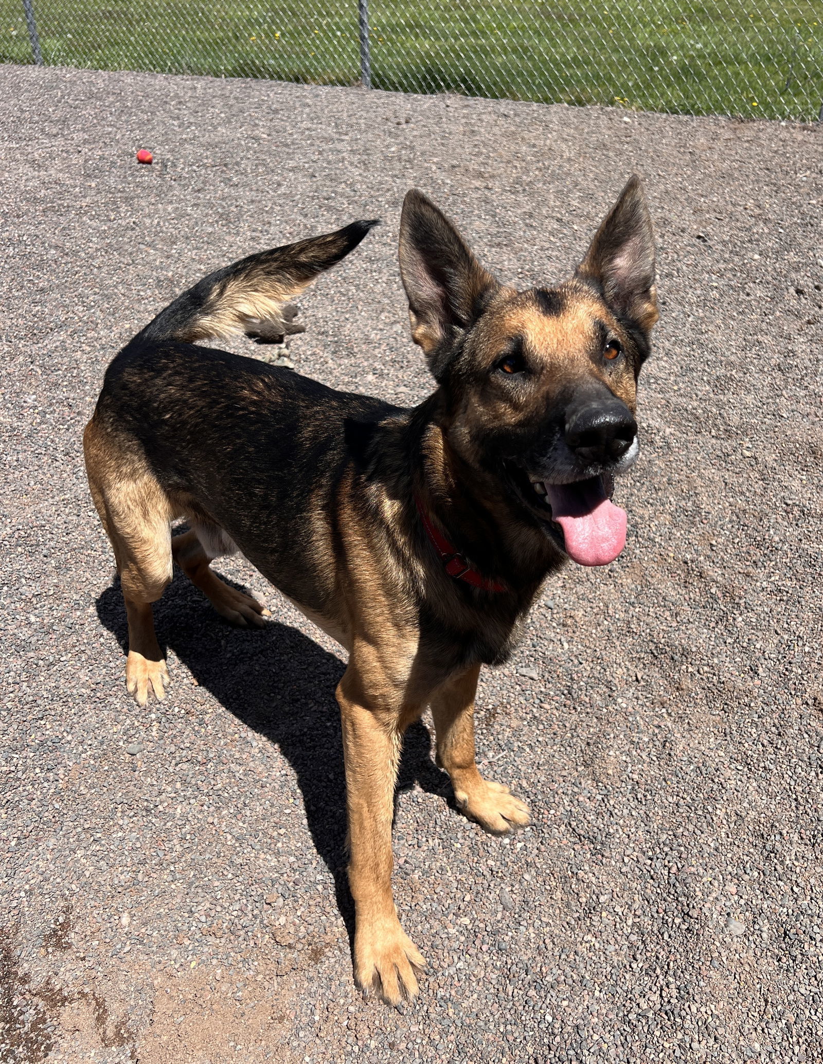 Clyde, an adoptable German Shepherd Dog in Webster, WI, 54893 | Photo Image 2