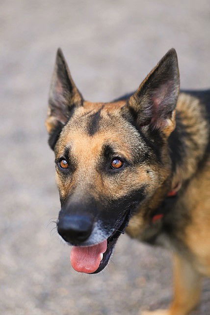 Clyde, an adoptable German Shepherd Dog in Webster, WI, 54893 | Photo Image 2