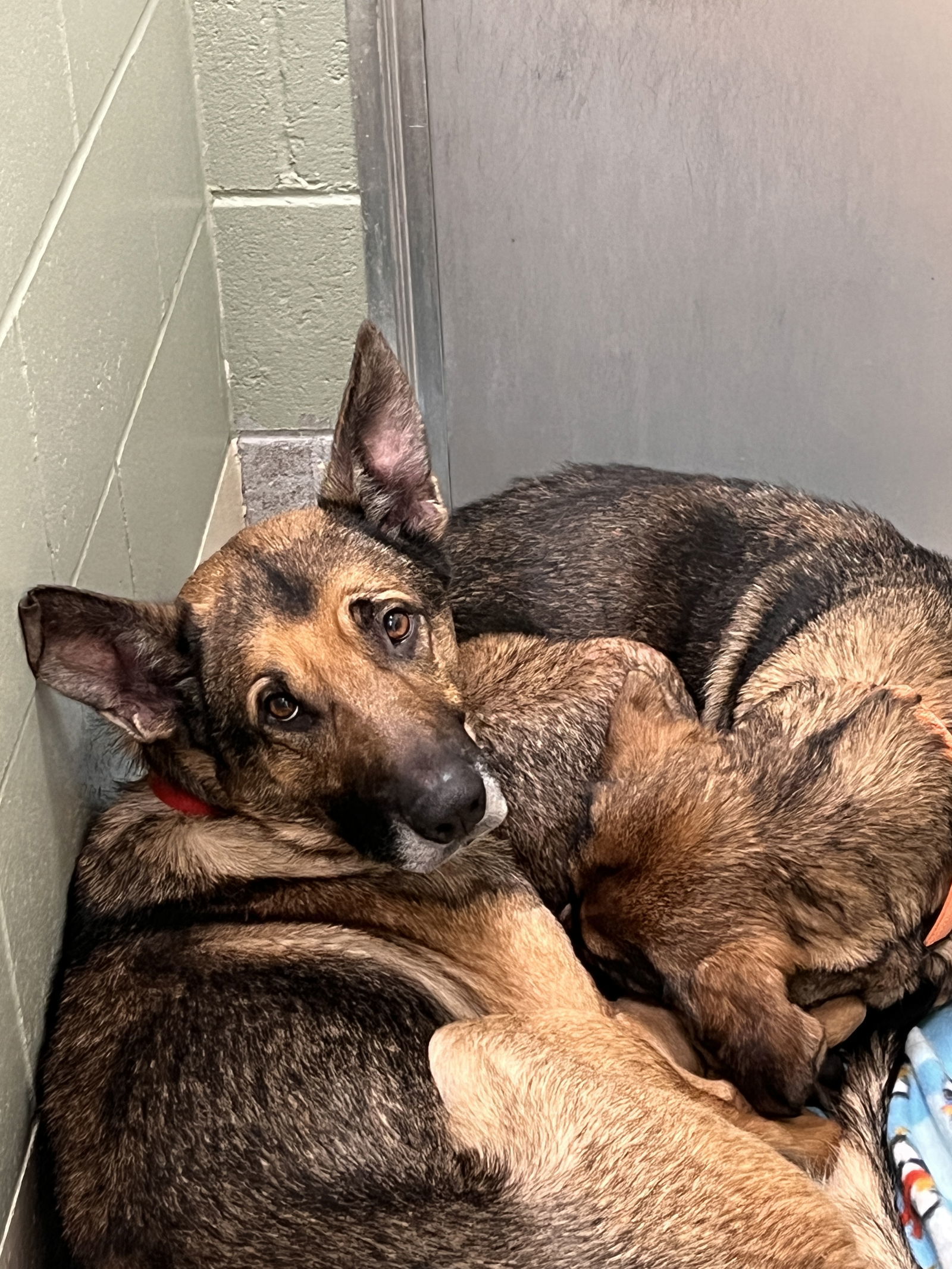 Clyde, an adoptable German Shepherd Dog in Webster, WI, 54893 | Photo Image 3