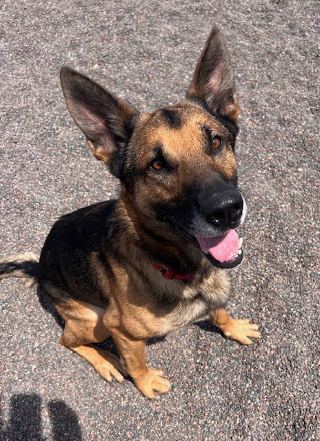Clyde, an adoptable German Shepherd Dog in Webster, WI, 54893 | Photo Image 3