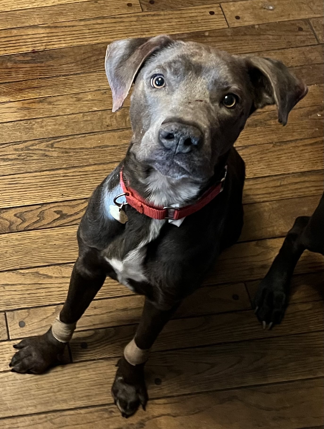 Fudge, an adoptable Mixed Breed in Grand Rapids, MI, 49525 | Photo Image 1