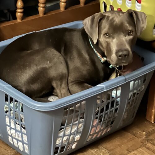 Fudge, an adoptable Mixed Breed in Grand Rapids, MI, 49525 | Photo Image 2