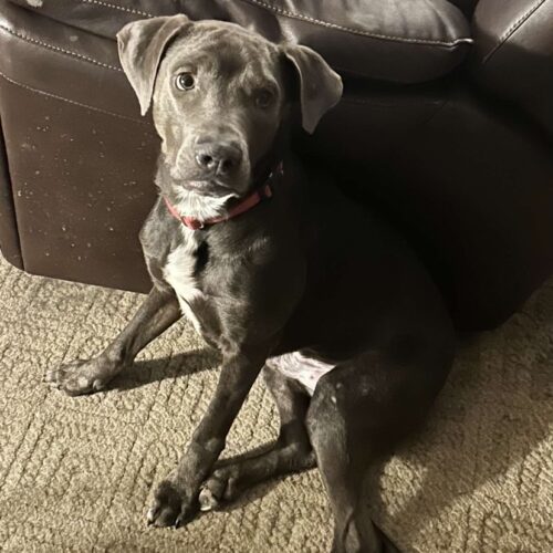 Fudge, an adoptable Mixed Breed in Grand Rapids, MI, 49525 | Photo Image 5