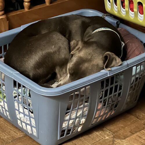 Fudge, an adoptable Mixed Breed in Grand Rapids, MI, 49525 | Photo Image 6