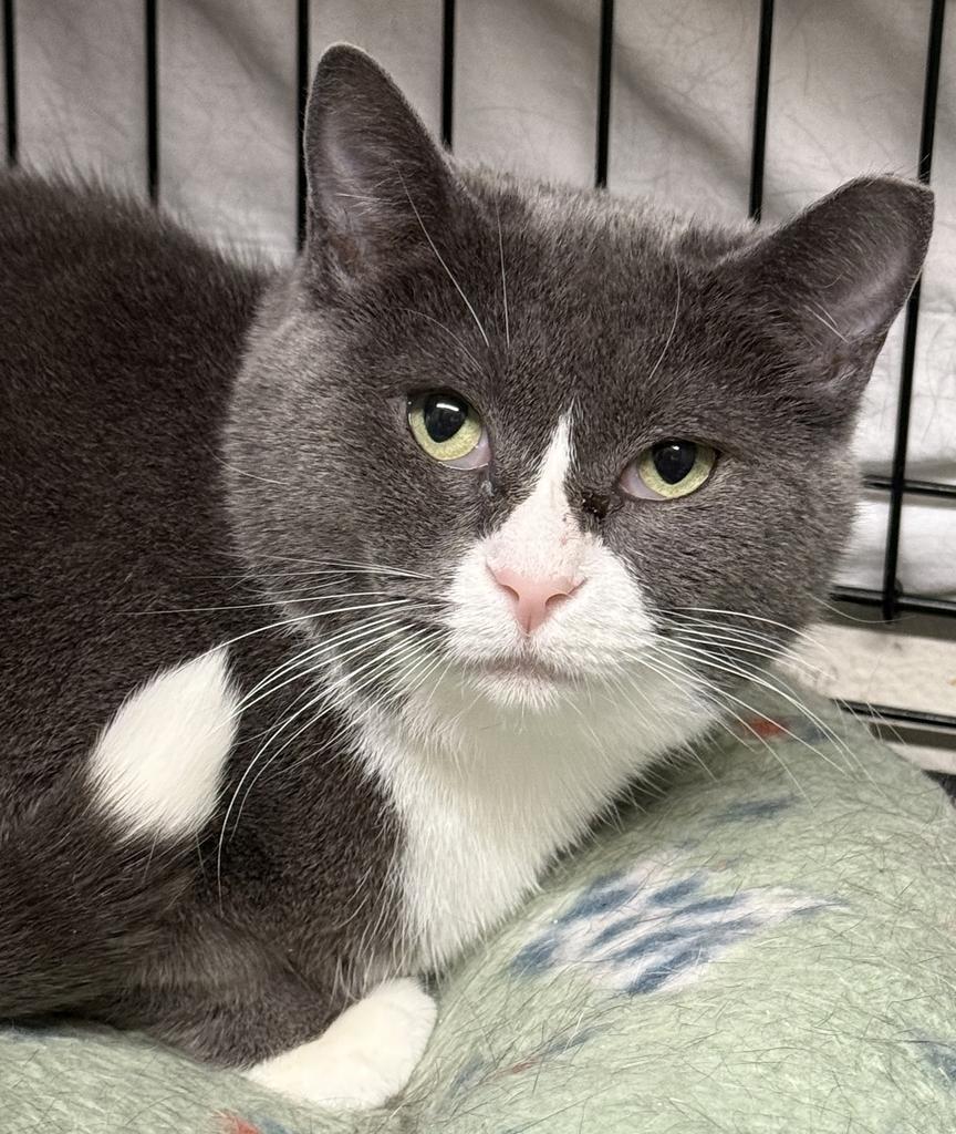 Nola, an adoptable Domestic Short Hair in Ontario, OR, 97914 | Photo Image 1