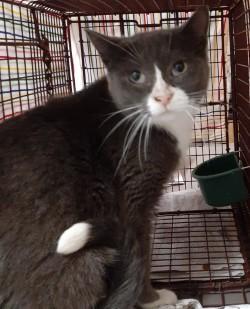 Nola, an adoptable Domestic Short Hair in Ontario, OR, 97914 | Photo Image 2