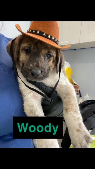 WOODY