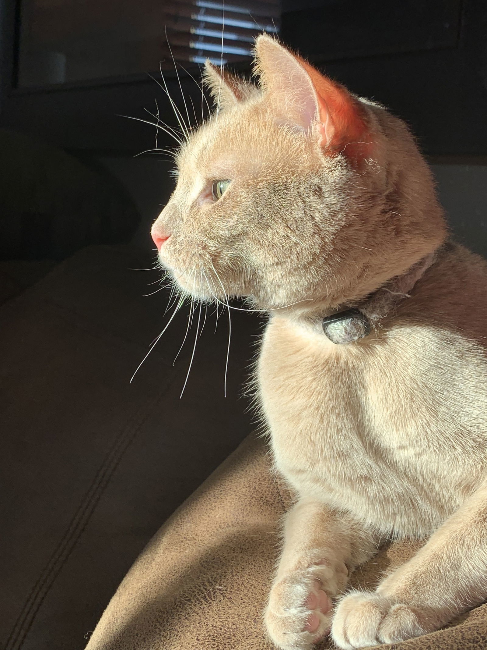 Peri, an adoptable Domestic Short Hair in Duluth, MN, 55807 | Photo Image 2