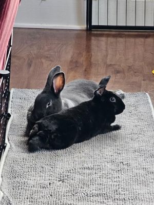 Promise and Shadow, Adult Female Rex