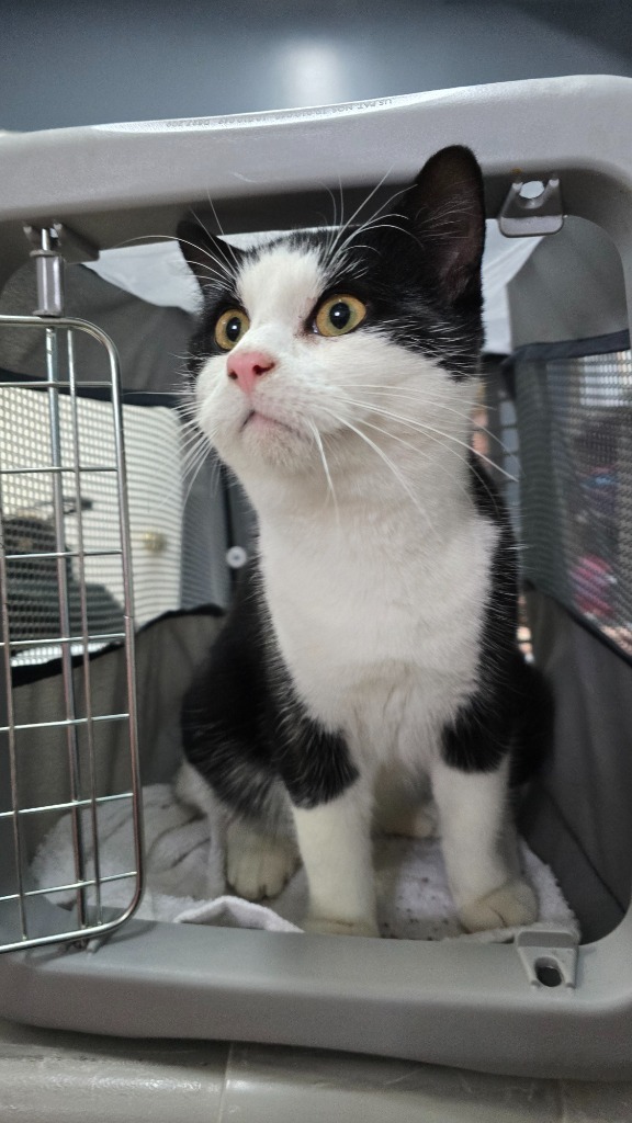 Dain, an adoptable Domestic Short Hair in Virginia, MN, 55792 | Photo Image 1