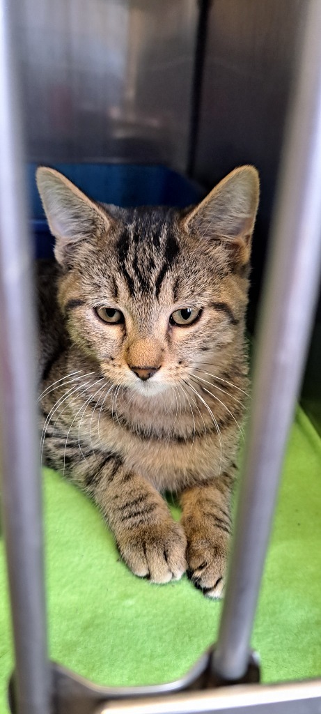 LeiLani, an adoptable Domestic Short Hair in Virginia, MN, 55792 | Photo Image 1
