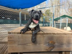 Harley is a friendly and playful puppy She loves to play with her siblings and other dogs Harley i