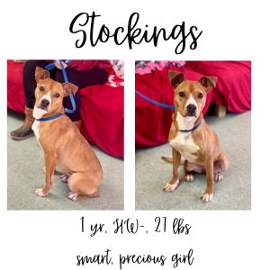 Stockings, Young Female unknown