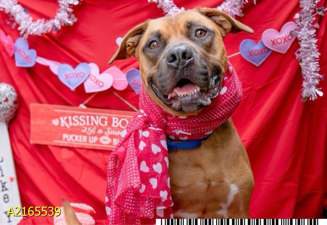 CASINO NIGEL, an adoptable Boerboel, Staffordshire Bull Terrier in West Palm Beach, FL, 33411 | Photo Image 1