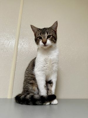 Sprite, Young Female Domestic Short Hair