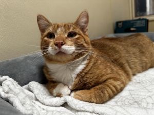 Cat For Adoption - Fanta, A Domestic Short Hair Mix In Dallas, Tx 