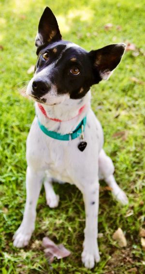 COURTESY POST Text 818-378-8995 to adopt Robby is one of many dogs abandoned when a rescue in Los A