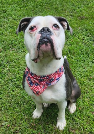 Ace, Adult Male American Bulldog