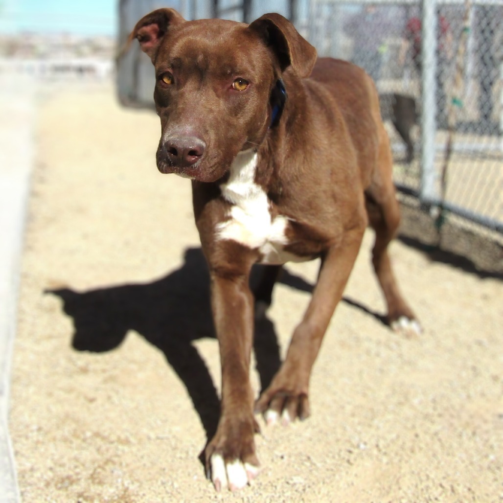 Coco, an adoptable Mixed Breed in Las Cruces, NM, 88012 | Photo Image 1