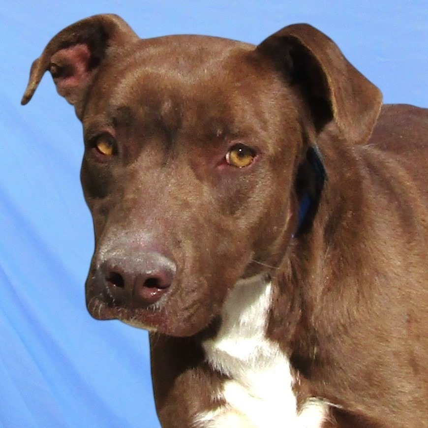 Coco, an adoptable Mixed Breed in Las Cruces, NM, 88012 | Photo Image 3