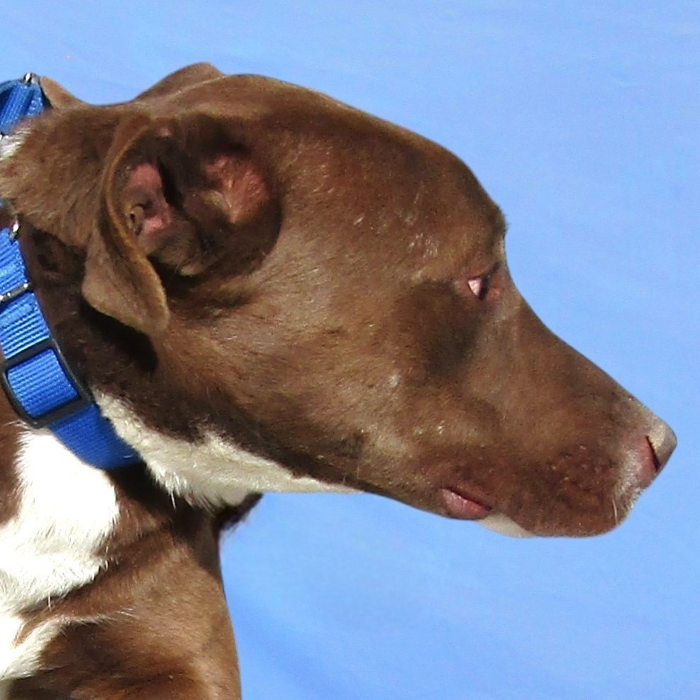 Coco, an adoptable Mixed Breed in Las Cruces, NM, 88012 | Photo Image 4