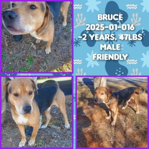 2025-01-016 *Bruce*, Adult Male unknown