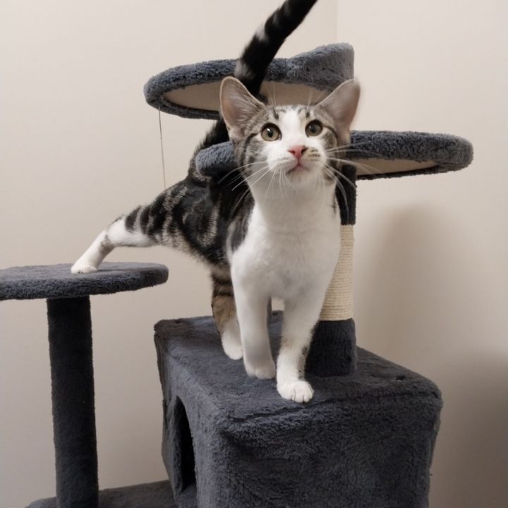 Cat for adoption - Java -gorgeous tabby and white junior @PAWZ pet cafe ...