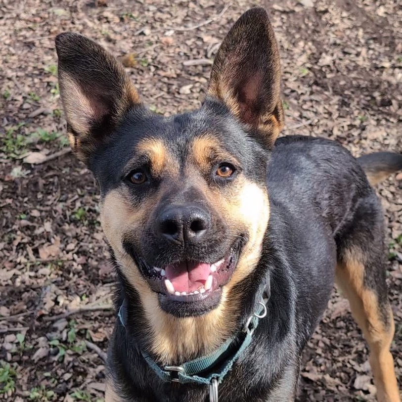 Broder, an adoptable Mixed Breed in Redwood Valley, CA, 95470 | Photo Image 1