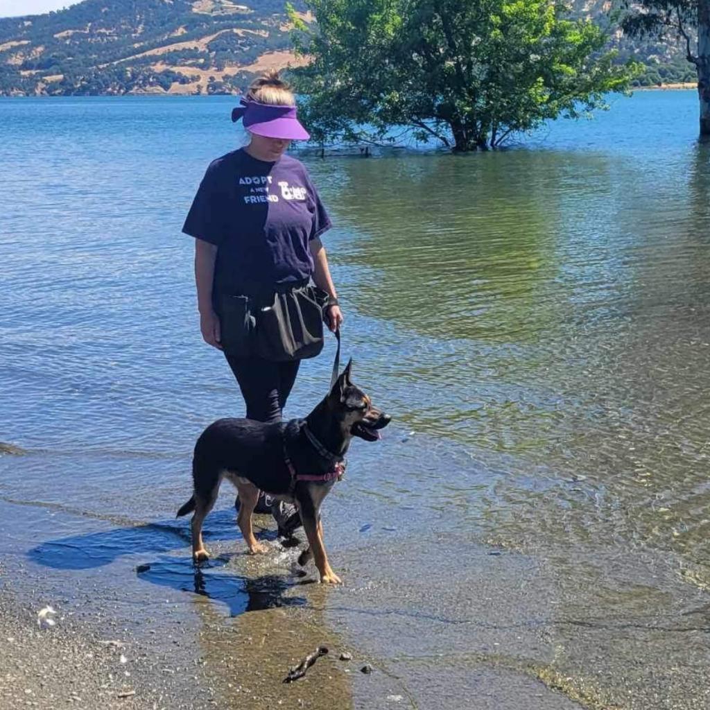 Broder, an adoptable Mixed Breed in Redwood Valley, CA, 95470 | Photo Image 3