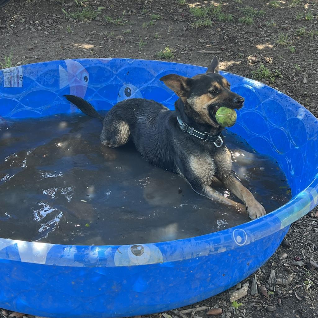 Broder, an adoptable Mixed Breed in Redwood Valley, CA, 95470 | Photo Image 5